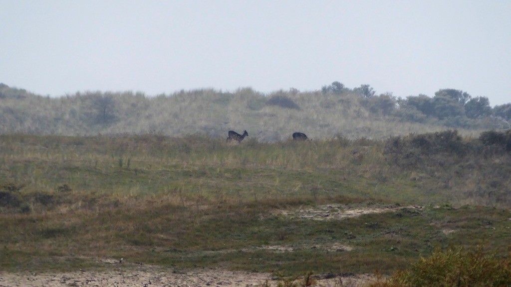 Edelherten in de Meeuwenduinen - Zeeland