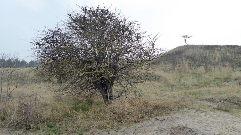 Solitaire boom - Wandelen op Schouwen-Duiveland