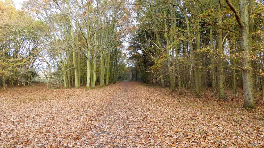 herfstbos - Wandelen op Schouwen-Duiveland