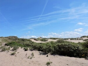 Duinlandschap bij Scheveningen, Noordzee en krijsende meeuwen - hike in Holland