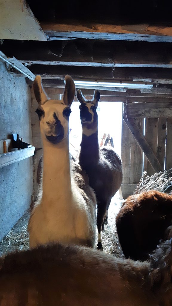 Wandelen met lama's - Begegnunung Mensch & Tier