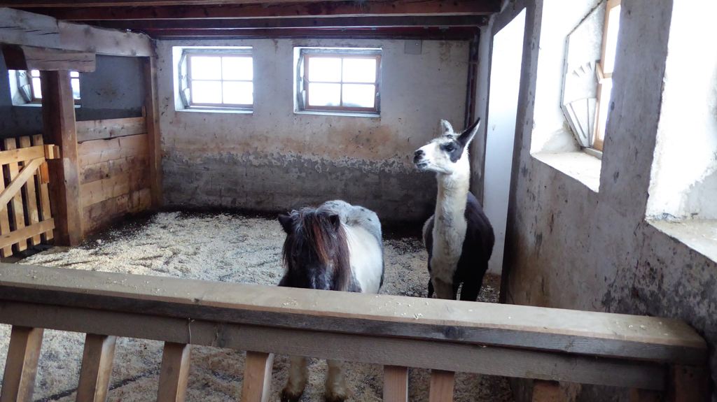 Lama in stal - de lama die liever een pony wil zijn