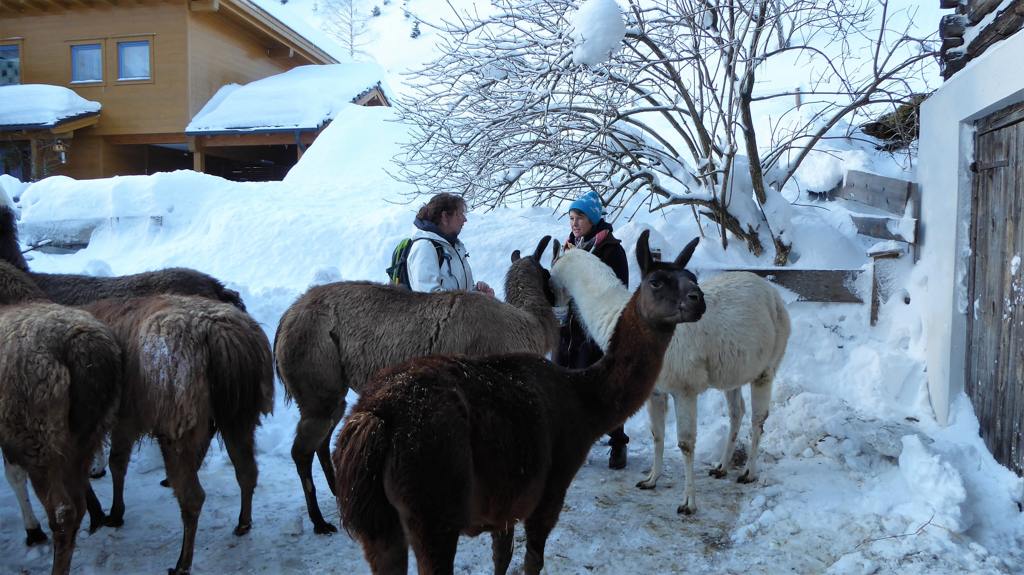  Wandelen met lama's - Begegnunung Mensch & Tier