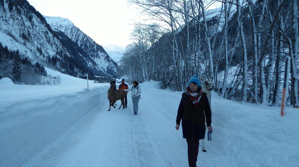 Wandelen met lama's - Begegnunung mensch & Tier - Rauris