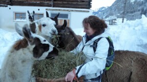 Wandelen met lama's - Begegnunung mensch & Tier - Raurisertal