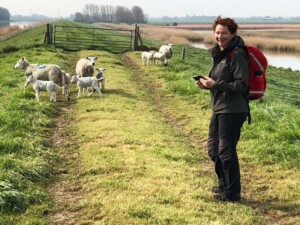 Wandelvrouw fotografeert schapen