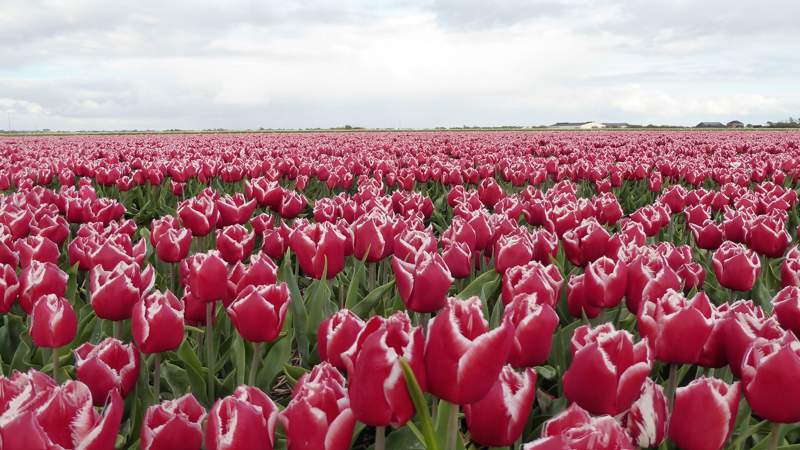 wandeltocht van Kleurrijk Julianadorp 2019 - rode tulpen