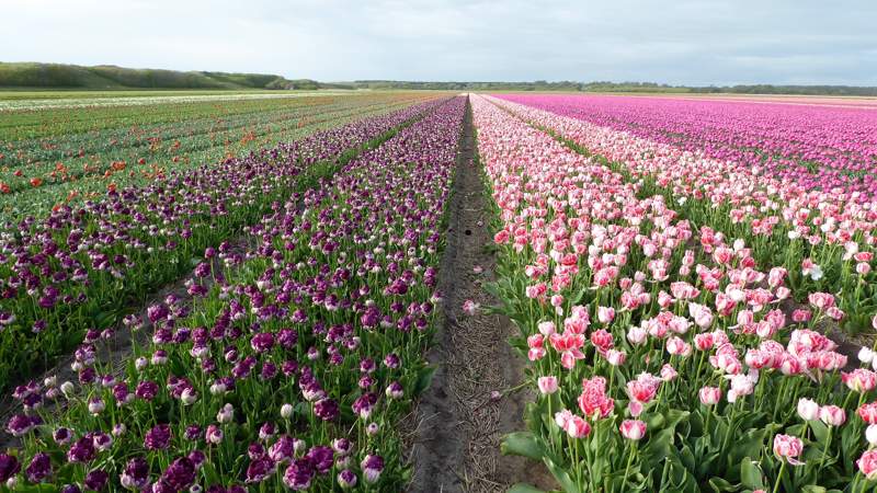 wandeltocht van Kleurrijk Julianadorp 2019 - bollenvelden