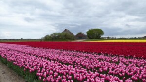 wandeltocht van Kleurrijk Julianadorp 2019 - rode en roze tulpen