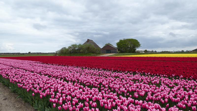 wandeltocht van Kleurrijk Julianadorp 2019 - rode en roze tulpen
