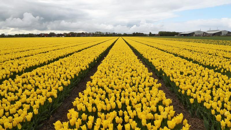 wandeltocht van Kleurrijk Julianadorp 2019 - gele tulpenvelden