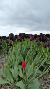 wandeltocht van Kleurrijk Julianadorp 2019 - zwarte tulp