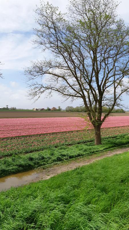 wandeltocht van Kleurrijk Julianadorp 2019 - roze tulpen