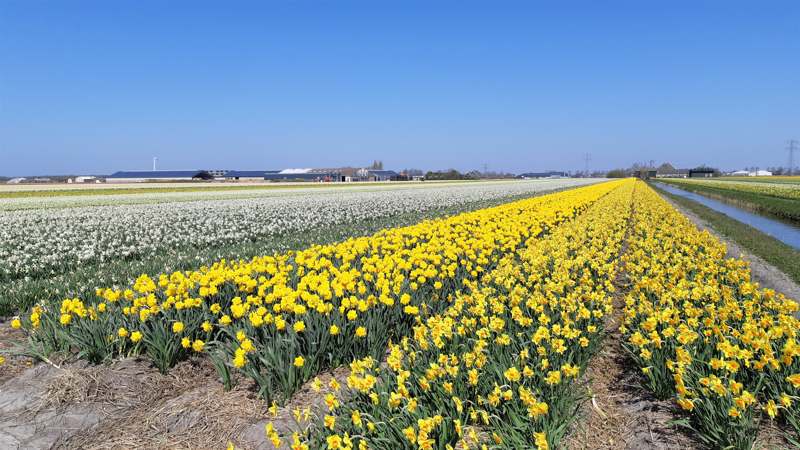 Noord-Hollandpad etappe 4: Wandelen van Julianadorp naar Wieringenwaard