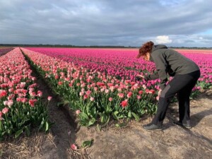 wandeltocht van Kleurrijk Julianadorp 2019 - roze tulp fotograferen