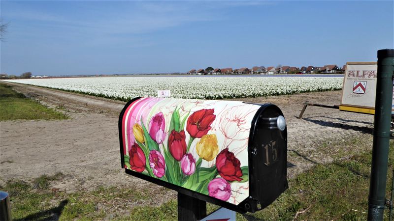 Noord-Hollandpad - lentewandeling