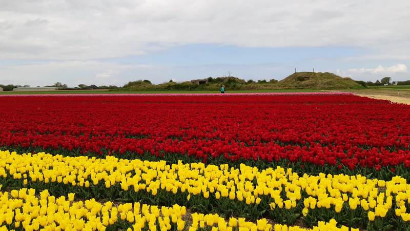 wandeltocht van Kleurrijk Julianadorp 2019 - rode en gele tulpen