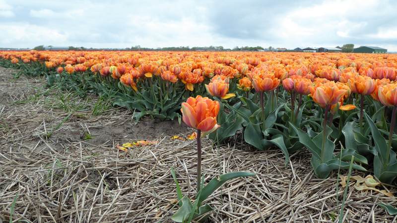 wandeltocht van Kleurrijk Julianadorp 2019 - oranje tulpen