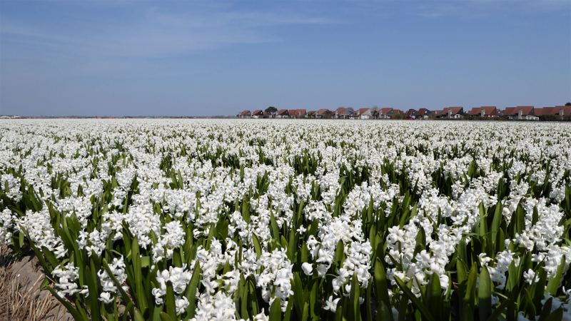 Strandpaviljoen Zee van Tijd - Julianadorp