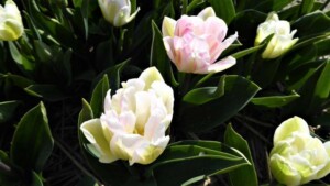 wit-roze tulp