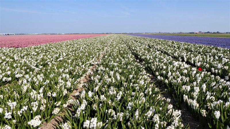 Strandpaviljoen Zee van Tijd - Julianadorp