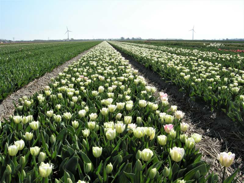 witte tulpen