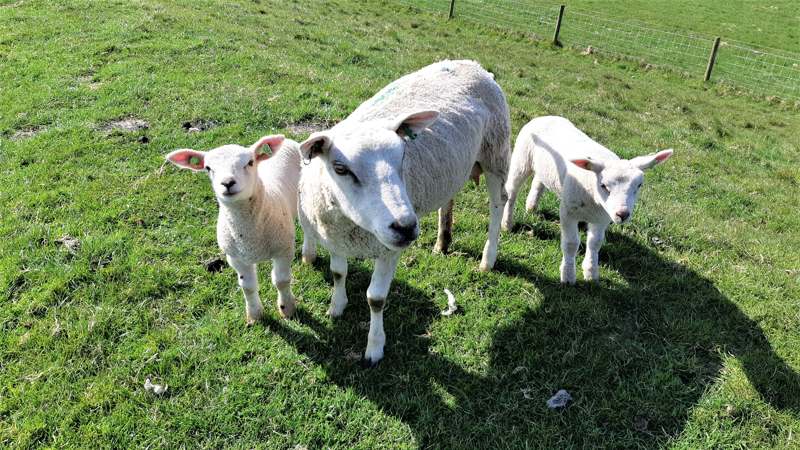 3 schapen