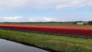 wandeltocht van Kleurrijk Julianadorp 2019 - rode en oranje tulpen