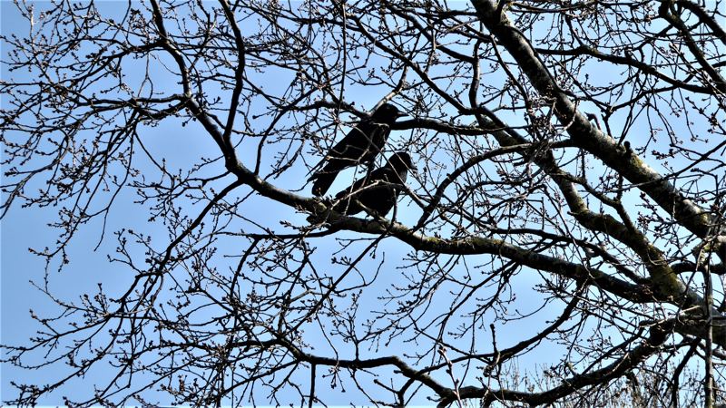 vogels in een boom