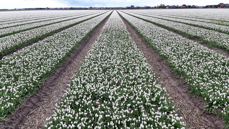 wandeltocht van Kleurrijk Julianadorp 2019 - witte druifjes