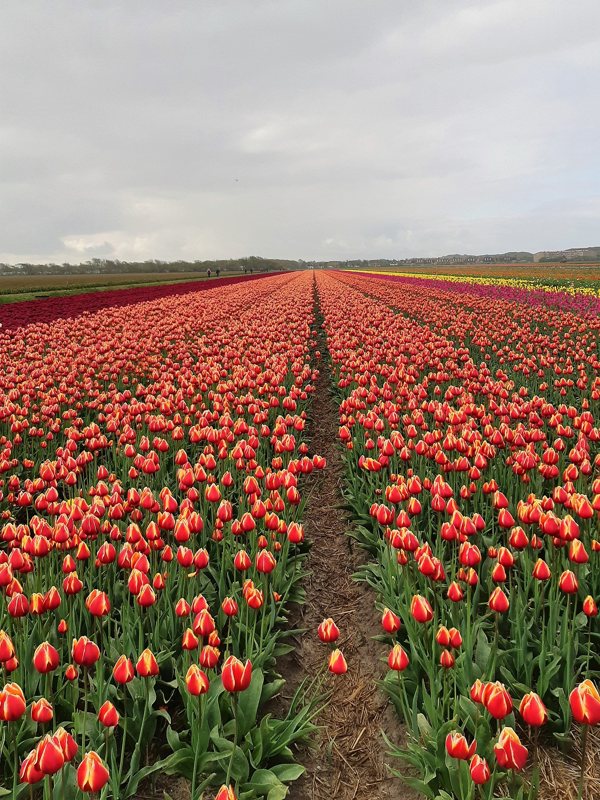 wandeltocht van Kleurrijk Julianadorp 2019 - rode tulpen