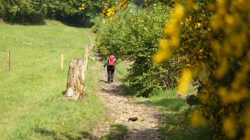 Wandelvrouw in het Holsetter bos