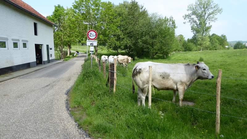 Limburg en koeien