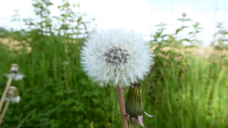 paardebloem uitgebloeid