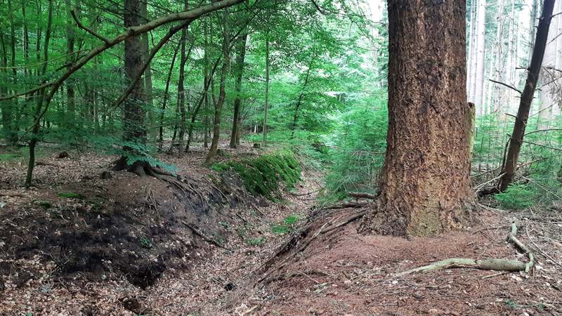 Geul in het bos