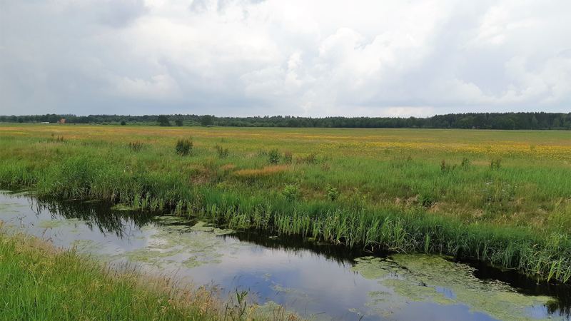 Boswachterspad Olde Smildeger