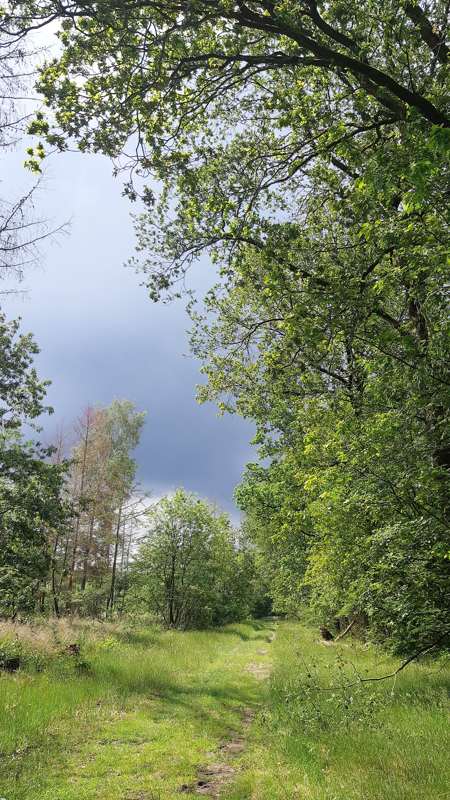 Boswachterspad Olde Smildeger in het Drents-Friese Wold