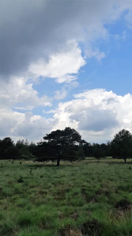 De heide in het Drents-Friese Wold