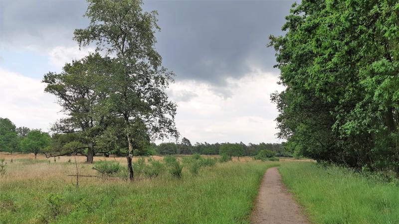 Rand heide en Prinsenbos in het Drents-Friese Wold