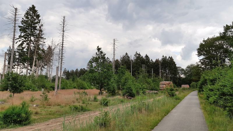 Houtkap in het Drents-Friese Wold