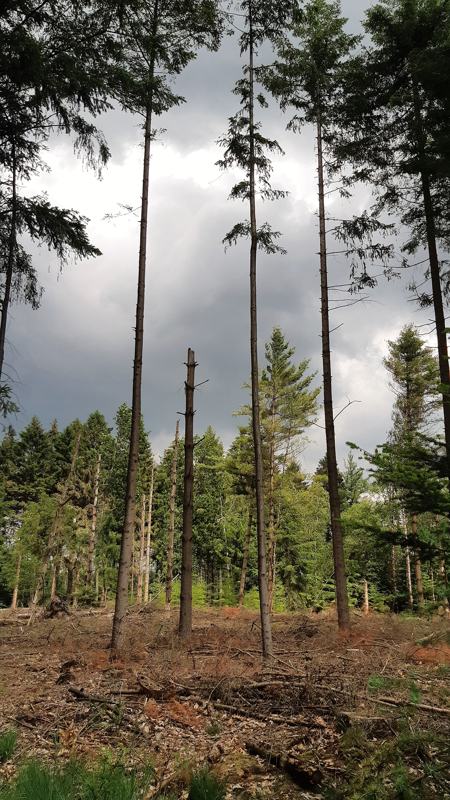 Dreigende worden in het bos