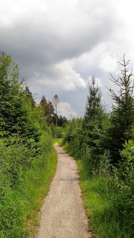 Boswachterspad Olde Smildeger in het Drents-Friese Wold