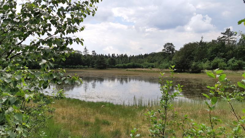 Een ven in het Drents-Friese Wold