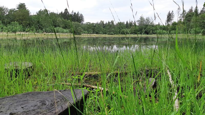 Een ven in het Drents-Friese Wold