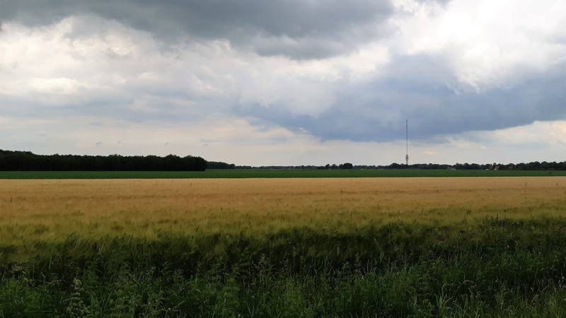 Graanveld op het boswachterspad Olde Smideger