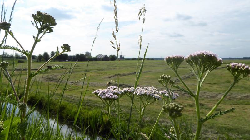 Noord-Hollandpad etappe 15: wandelen van Abcoude tot ’s Gravenland - Hollands landschap