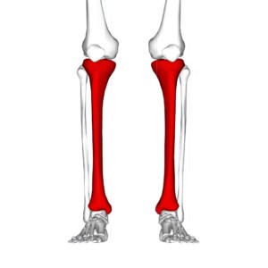 scheenbeen - shin splints - pijnljke scheenbenen
