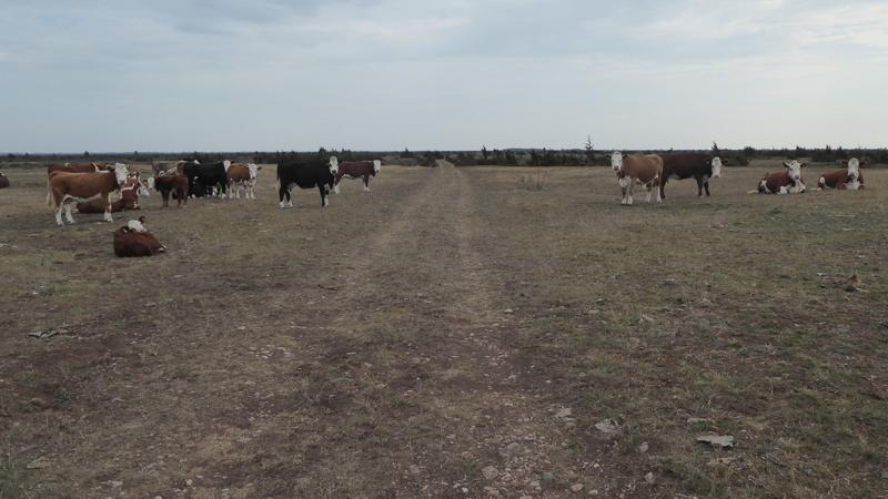 Wandelen op Oland - koeien op Stora Alvar