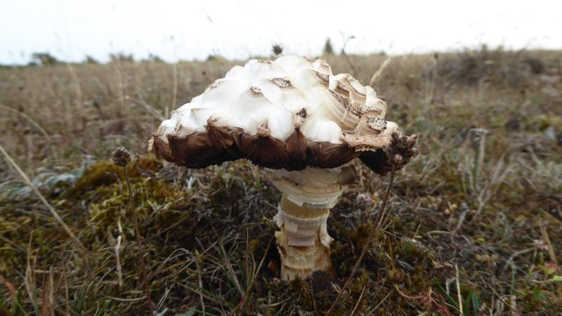 paddenstoel op Stora Alvar