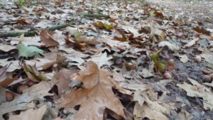 Herfst: bladeren